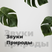Звуки Природы
