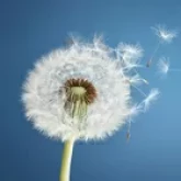 Meloradio Delicate (Варшава, Польша)